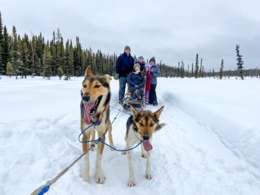 Willow: Traditional Alaskan Dog Sledding Ride - Common questions