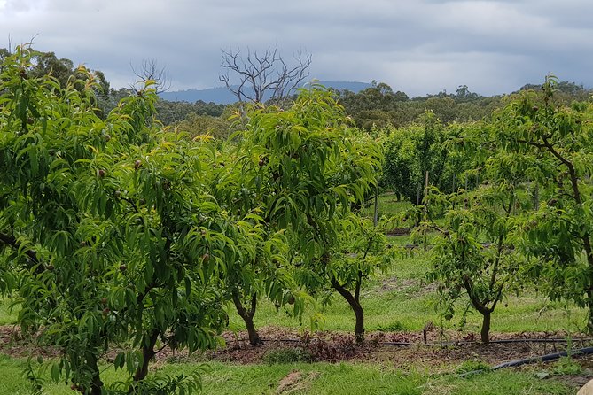 Yarra Valley Wineries and Rayners Orchard Tour From Melbourne - Contact and Assistance