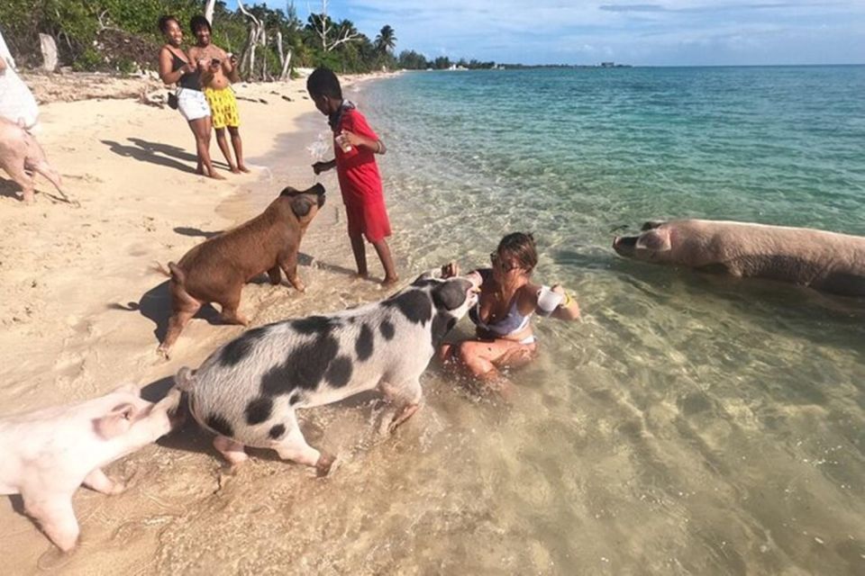 All Inclusive Swim With Pig/Turtle/Snorkel/Lunch/Shuttle - Testimonials