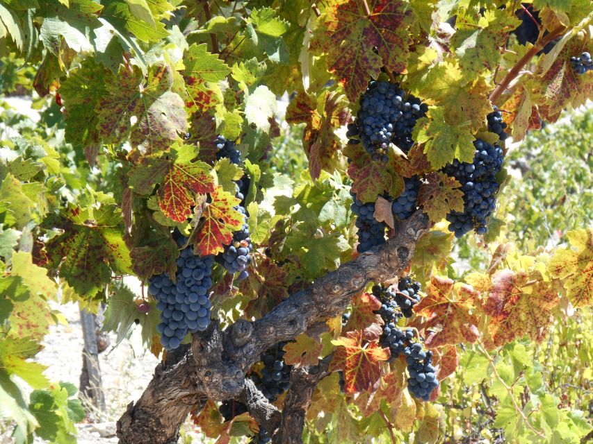Carmel Valley Wine Tasting Tour - Sum Up