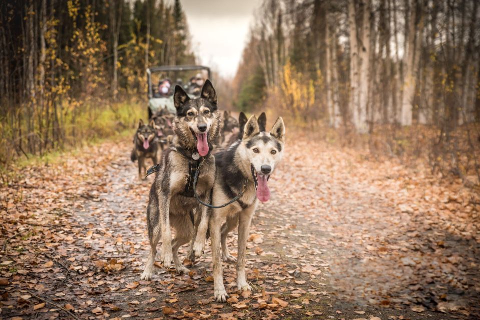 Fairbanks: Fall Cart Adventure Pulled by a Sled Dog - Experience Highlights
