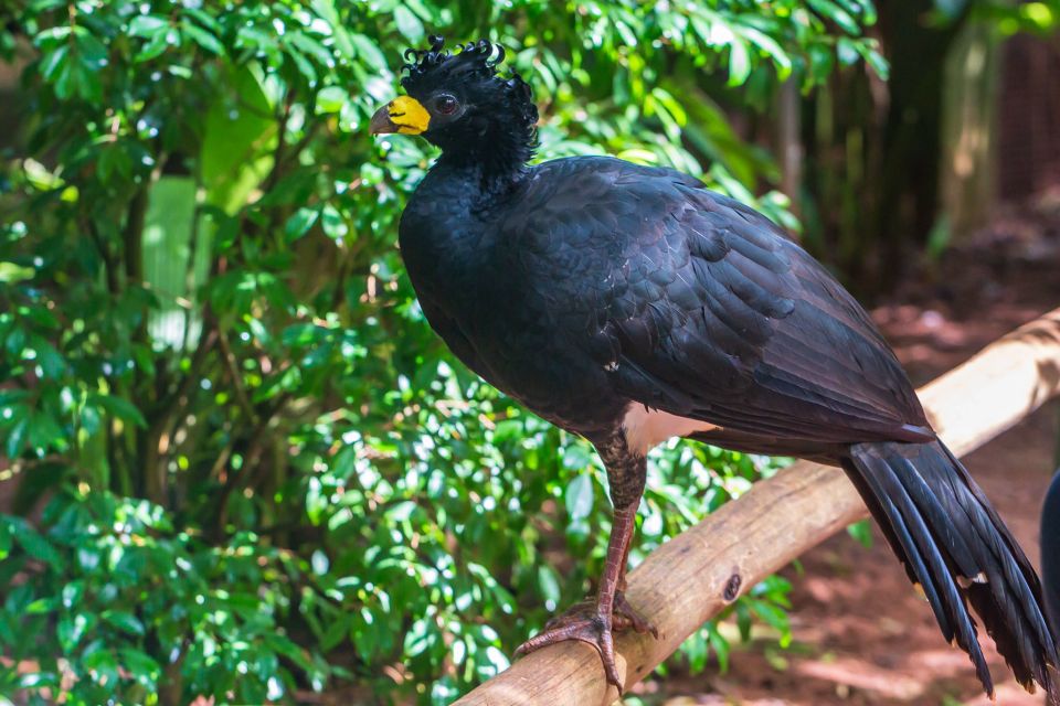 Foz Do Iguaçu: Bird Park Experience - Directions