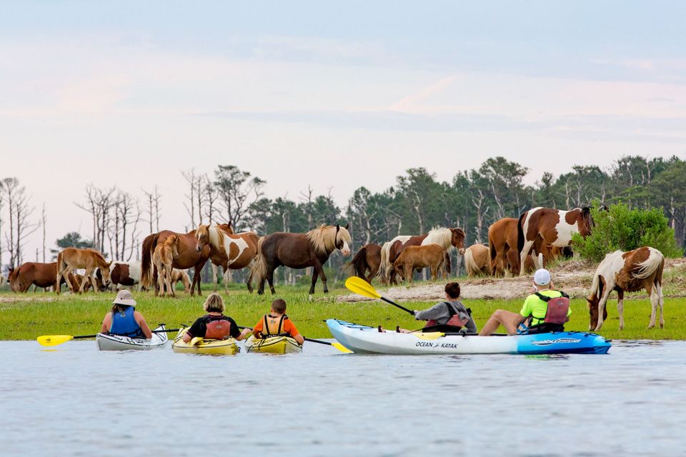 From Chincoteague: Guided Kayak Tour to Assateague Island - Wildlife Spotting Tips