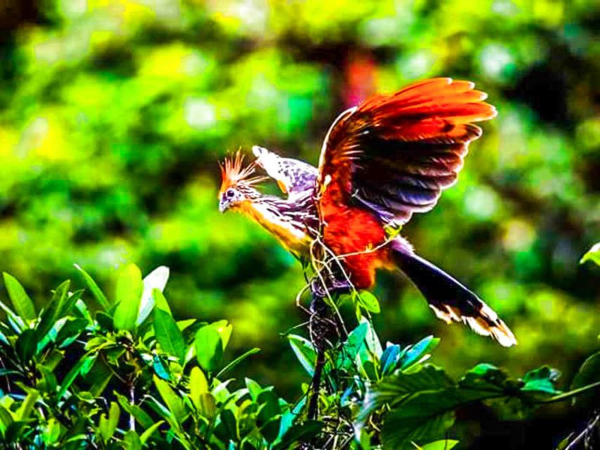 From Iquitos || 4 Day Yanayacu River Tour With Bird Watching - Common questions