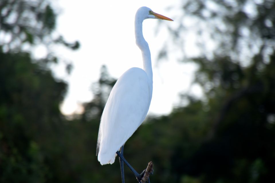 From Lafitte: Swamp Tours South of New Orleans by Airboat - Sum Up