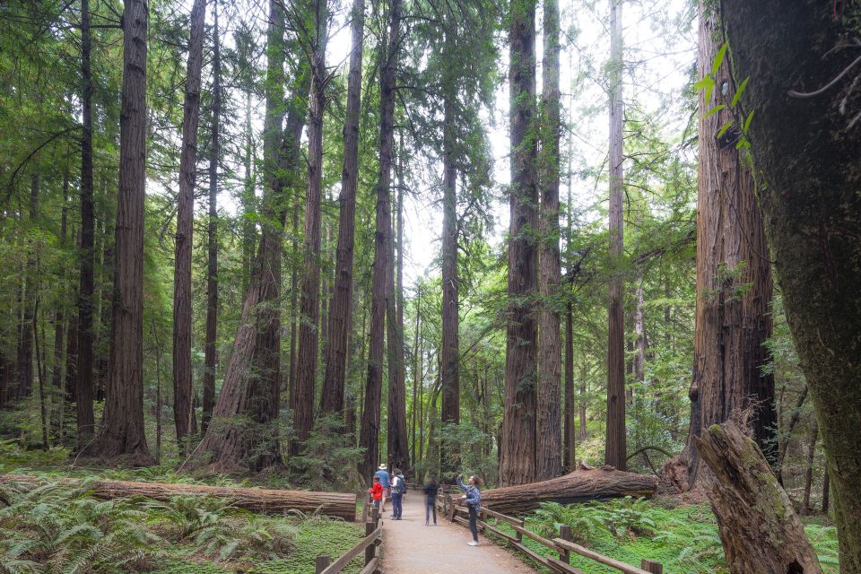 From San Francisco: Muir Woods, Sausalito and Alcatraz Tour - Tour Details
