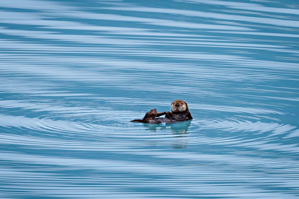 From Seward: Half-Day Resurrection Bay Wildlife Cruise Tour - Guest Testimonials