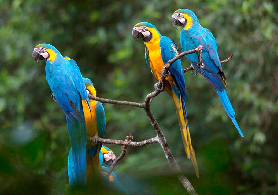 From Tambopata Photography Tour - 8 Days - Day 6: Amazonian Ecosystem Photography