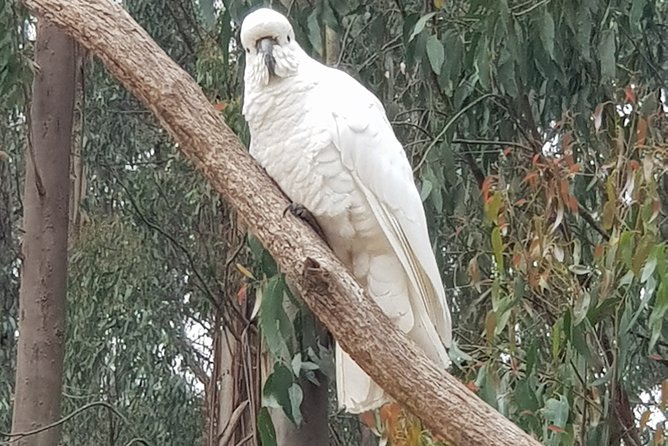 Full-Day Dandenong Ranges Tour With Pickup From Melbourne - Sum Up