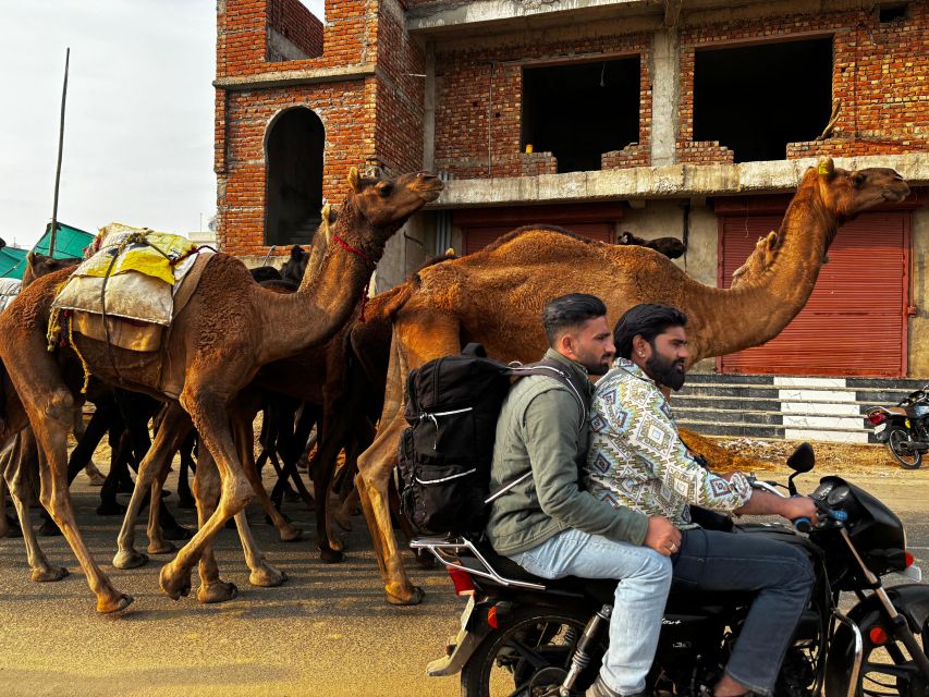 Golden Triangle Tour Pushkar & Jodhpur By Car 7 Nights 8 Day - Jodhpur City Tour