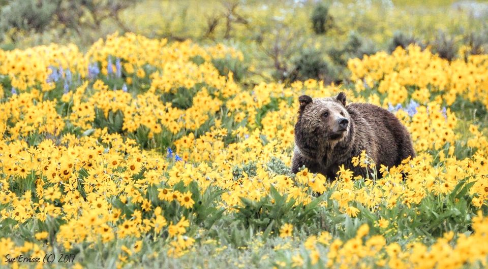 Grand Teton National Park: 4-Hour Guided Wildlife Adventure - Common questions