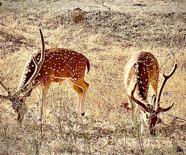 Gujarat: Gir National Park Guided Jeep Safari - Customer Reviews