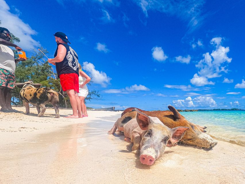 Half Day Rose Island Swimming Pigs and Sea Turtle Group Tour - Booking Information