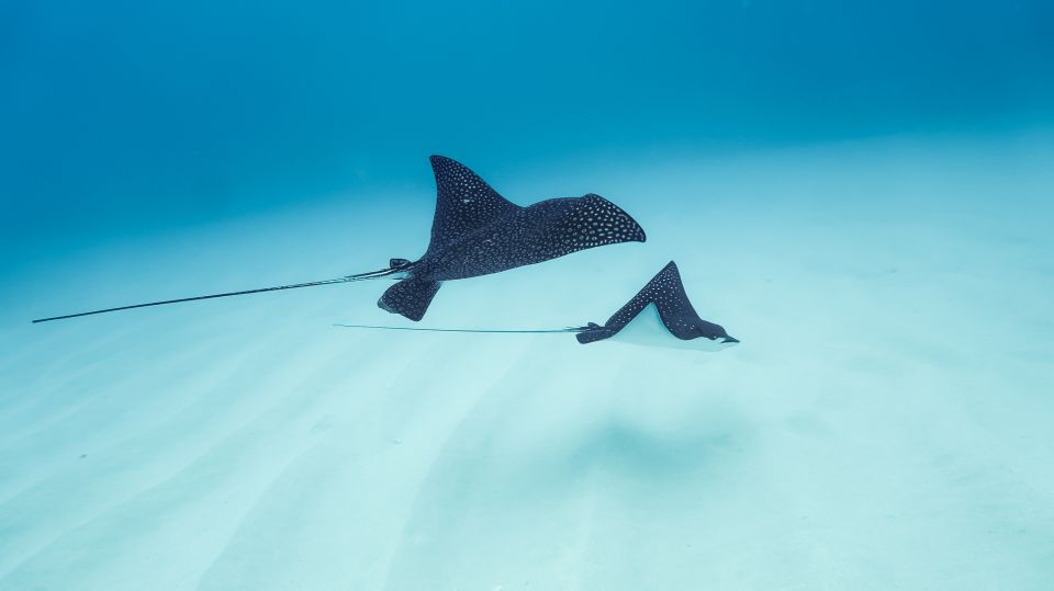 Kailua-Kona: Dolphin Watch Speedboat Snorkel Cruise and BBQ - Important Information