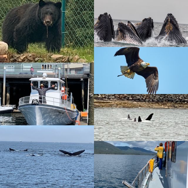 Ketchikan: Marine Wildlife and Whale Watching Boat Tour - Common questions