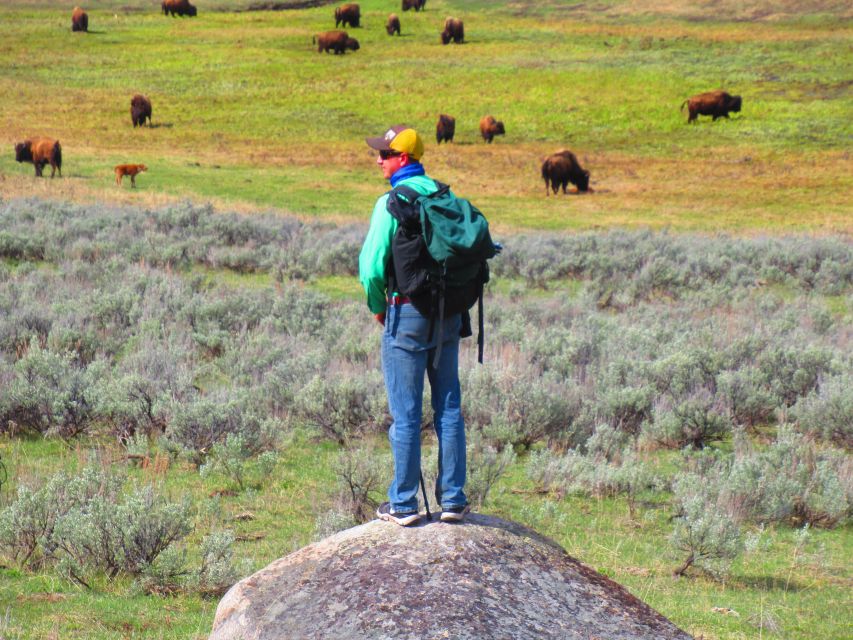 Lamar Valley: Safari Hiking Tour With Lunch - Sum Up