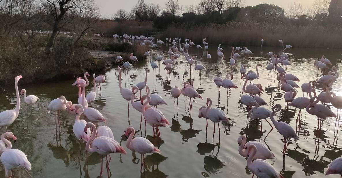 Marseille: The Camargue 8-Hour Guided Outing - Directions to Marseille