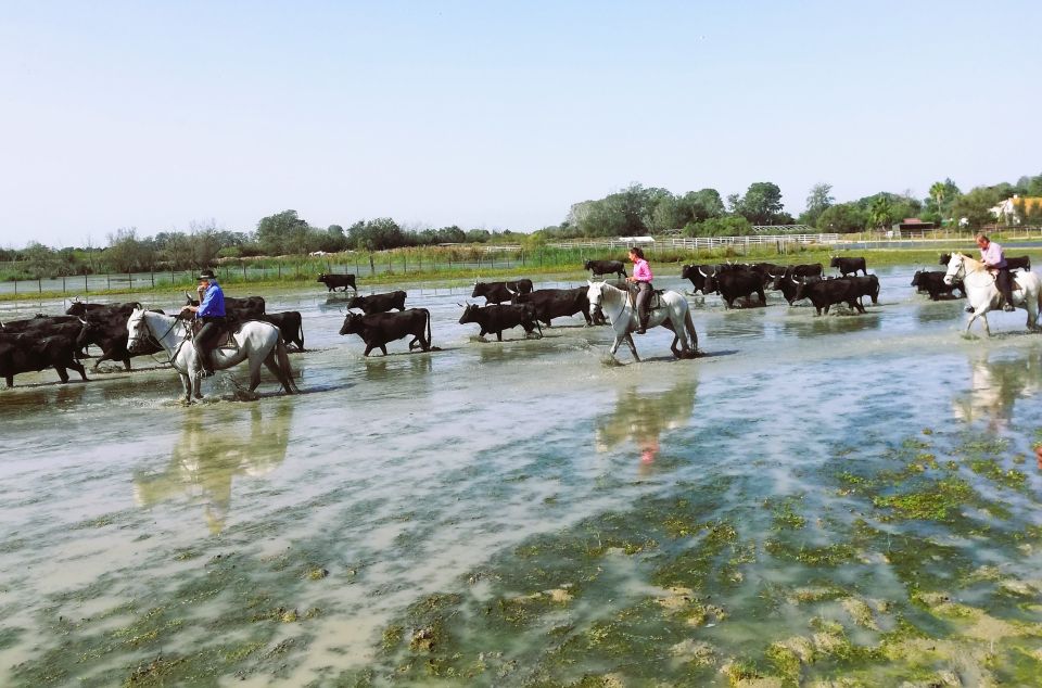 Montpellier: a Full Day to Discover the Camargue - Starting Location