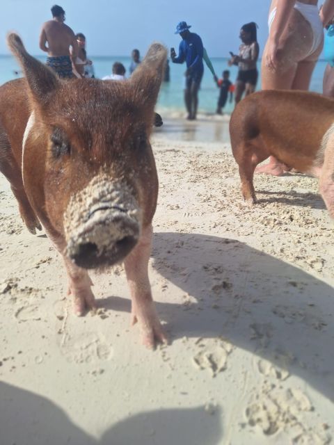 Nassau: Swimming Pigs, Snorkeling W/Turtles Lunch Beach Club - What to Bring