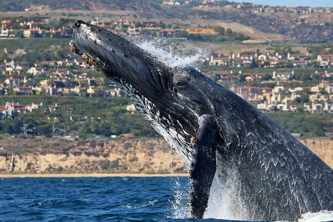 Newport Beach Whale and Dolphin Watching Cruise - Traveler Reviews