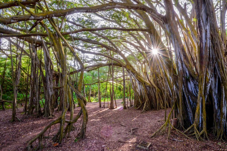 Oahu: 10-Hour Sunrise & Scenic View Points Photo Tour