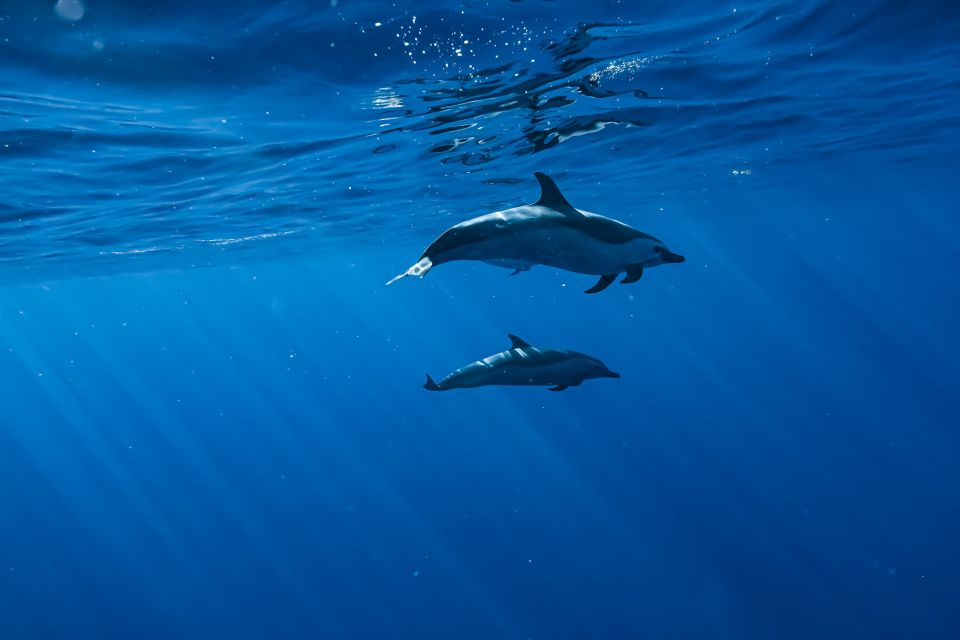 Oahu: Dolphin Swim and Snorkeling Speedboat Tour - Customer Reviews