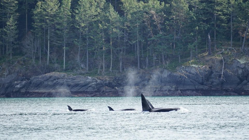 Orcas Island: Orca Whales Guaranteed Boat Tour - Sum Up
