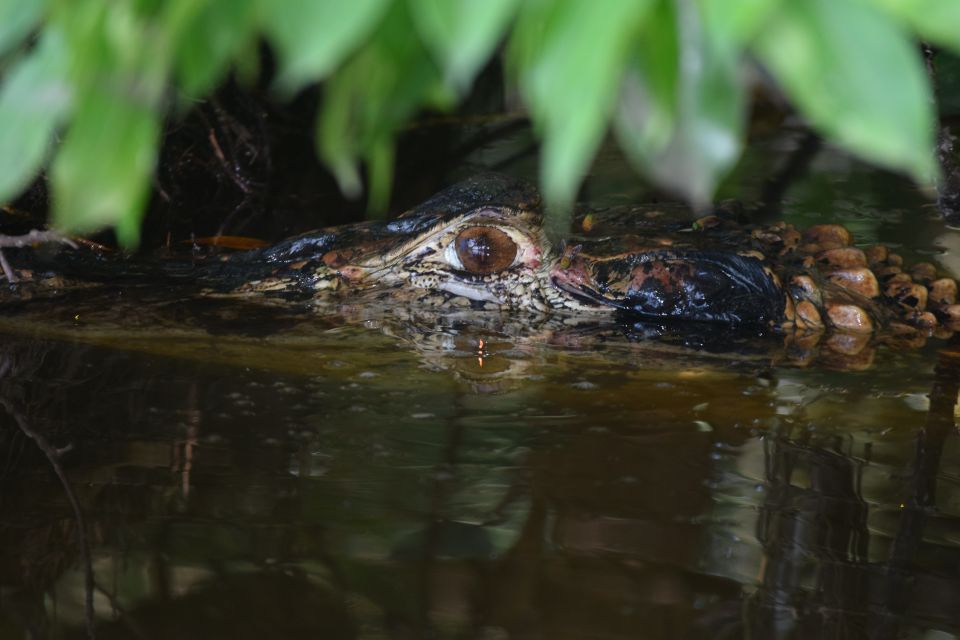 Puerto Maldonado: 4-Day Tambopata Rainforest Tour - Customer Reviews