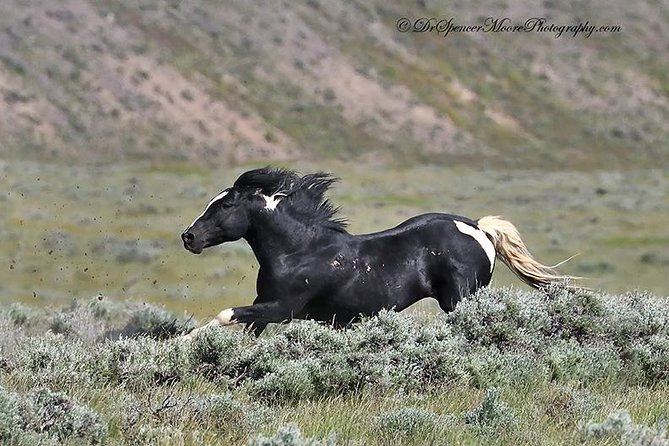 Red Canyon Wild Mustang Tour 5:00 - Sum Up