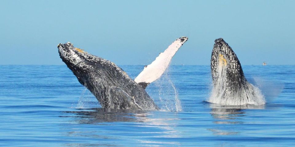 Santo Domingo: Whale Watching and Barcadi Island Full Day - Booking and Cancellation Policy