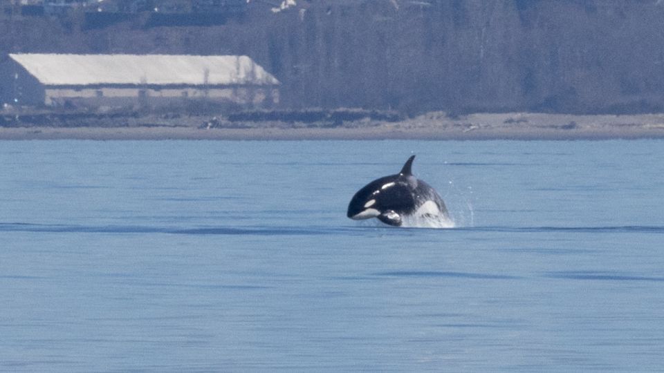 Seattle: Pier 69 Wildlife and Whale Watching Boat Tour - Common questions