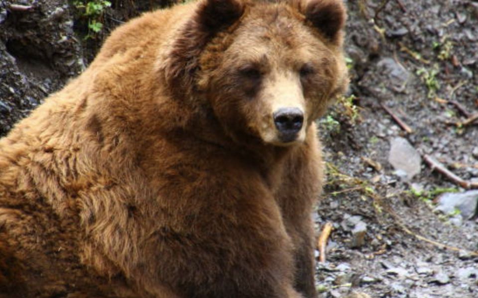 Sitka: Totem Poles, Raptor Centre, & Fortress of Bears Tour - Transportation & Return to Ship Terminal