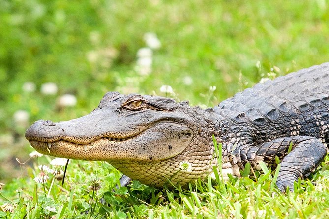 Ultimate Swamp Tour Experience With Transportation From New Orleans - Booking Information