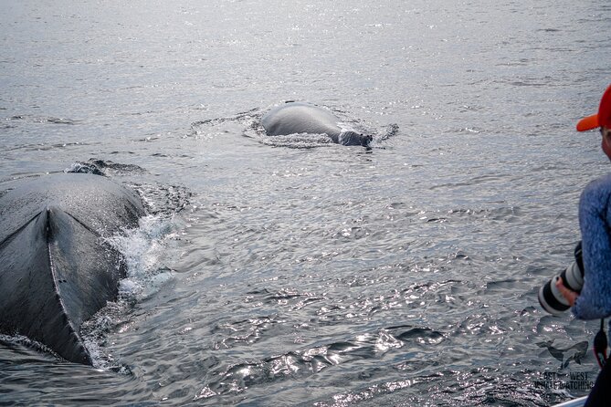 Ultimate Whale and Dolphin Watching in Newport Beach, 6 Person Maximum - Sum Up