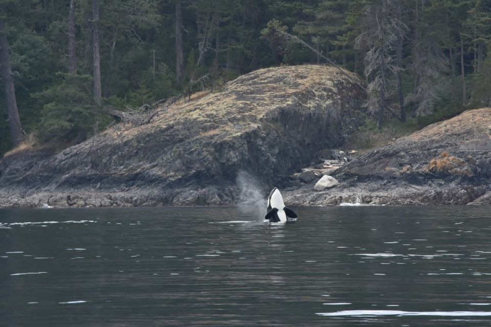Vancouver, BC: Whale Watching Tour - Onboard Services Provided