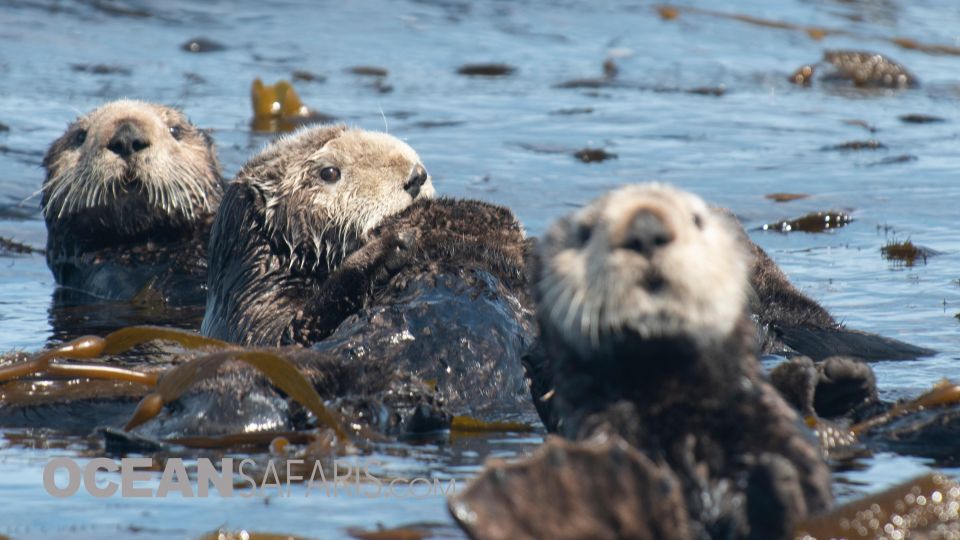 Whale and Wildlife Watching Private and Semi-Private Tours - Common questions