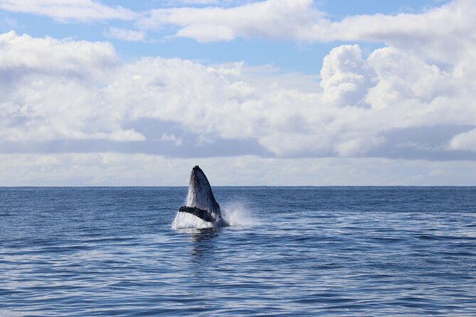 Whale Watching Australia Experience (3hours) - Cancellation Policy and Weather Considerations