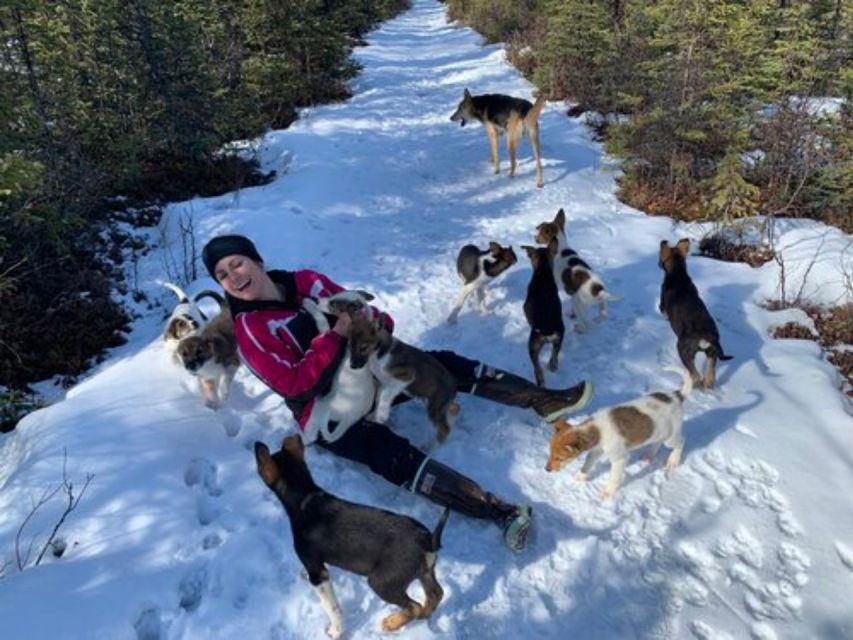 Willow: Traditional Alaskan Dog Sledding Ride - Additional Information