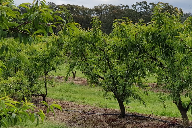 Yarra Valley Wineries and Rayners Orchard Tour From Melbourne - Common questions