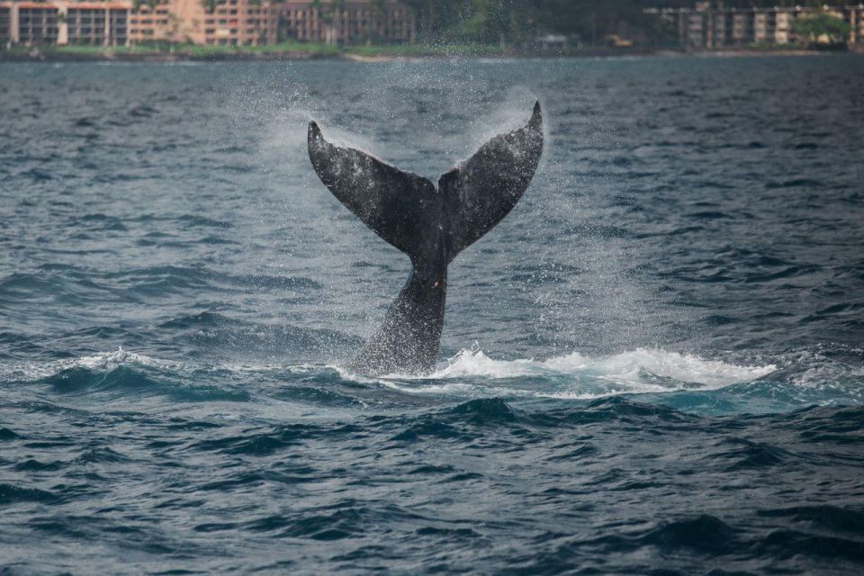 Alii Nui Maui Whale Watch Catamaran Sail - Sum Up