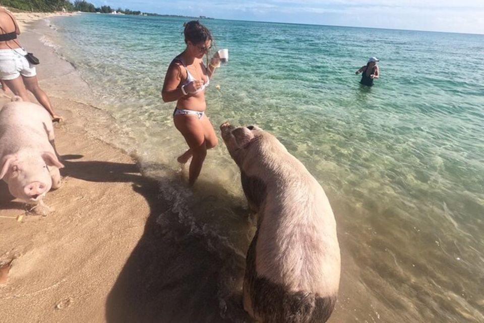 All Inclusive Swim With Pig/Turtle/Snorkel/Lunch/Shuttle - Location and Directions