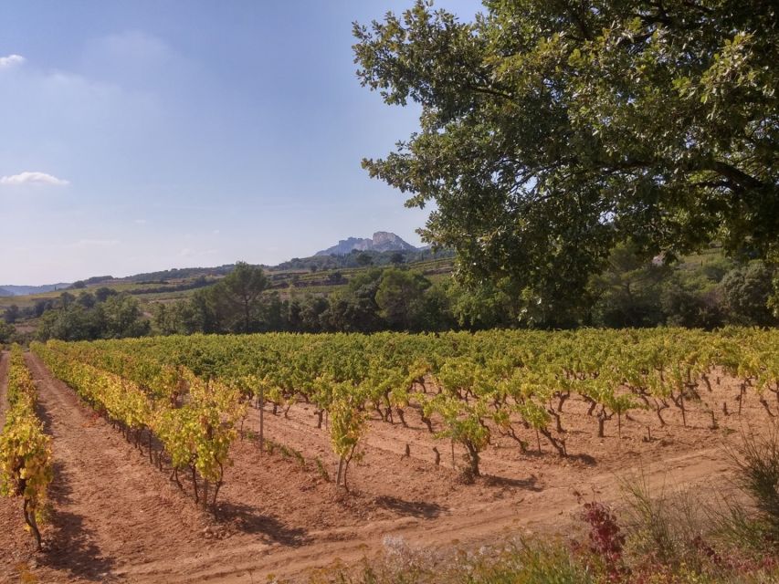 Avignon: Wine Tasting Tour - Common questions