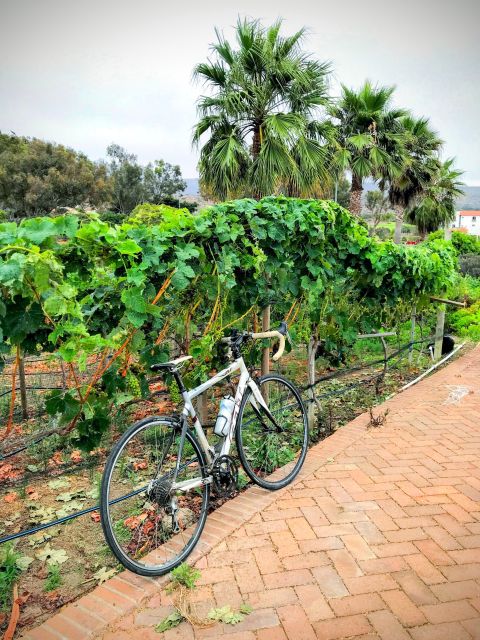 Bike and Wine Tasting Across the Guadalupe Valley - Common questions