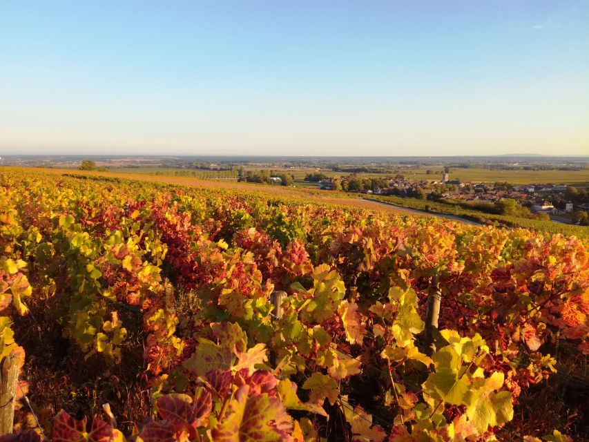 Côte De Beaune Private Local Wineries and Wine Tasting Tour - Sum Up