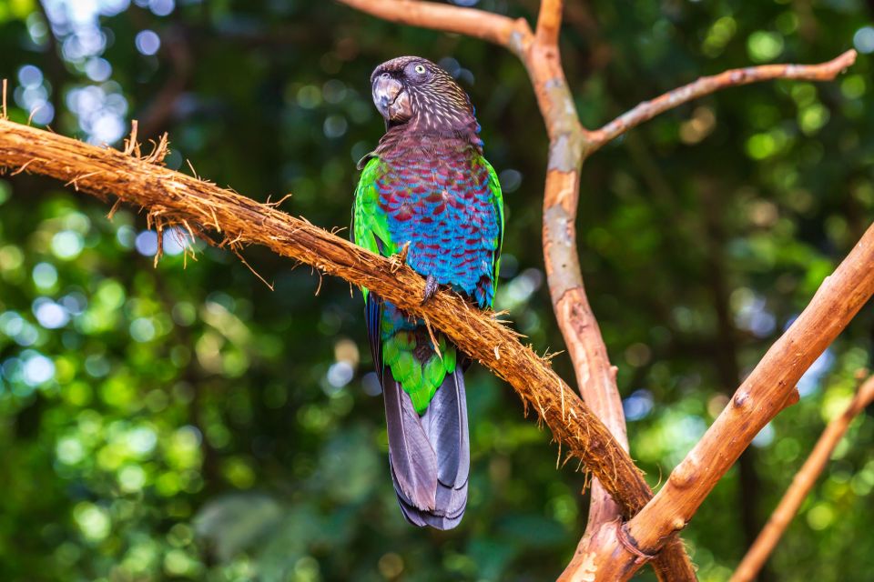 Foz Do Iguaçu: Bird Park Experience - Sum Up