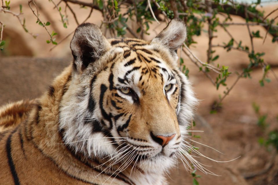 From Delhi: 4-Day Golden Triangle & Ranthambore Guided Tour - Common questions