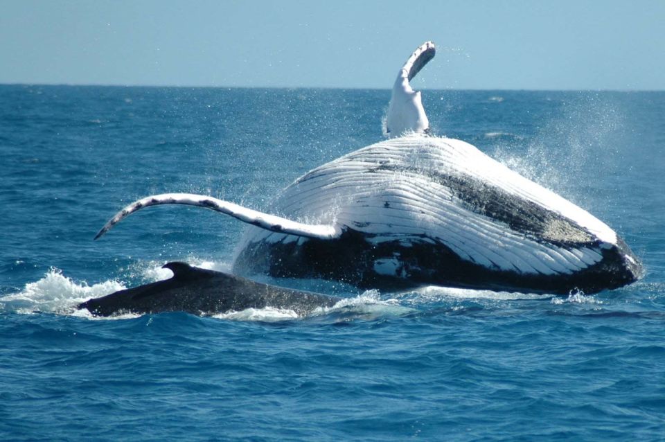 From Punta Cana: Sanctuary Whale Watching Day Trip - Common questions