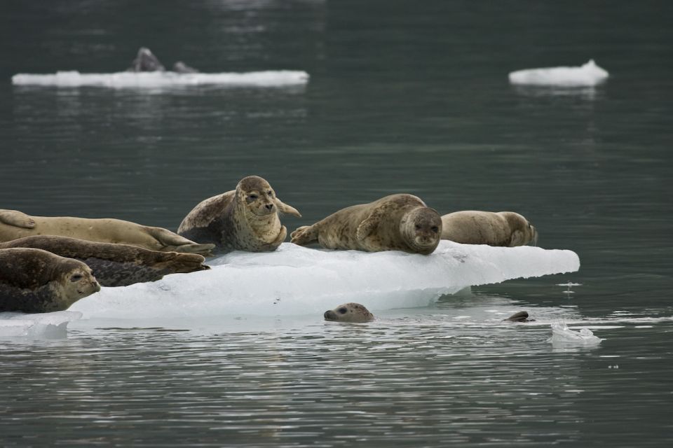 From Valdez: 7.5-hour Meares Glacier & Wildlife Cruise - Additional Information