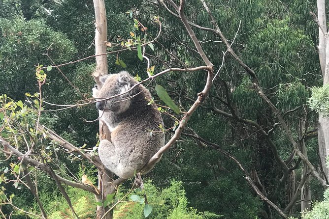 Full-Day Private Group Great Ocean Road Tour From Melbourne - Sum Up