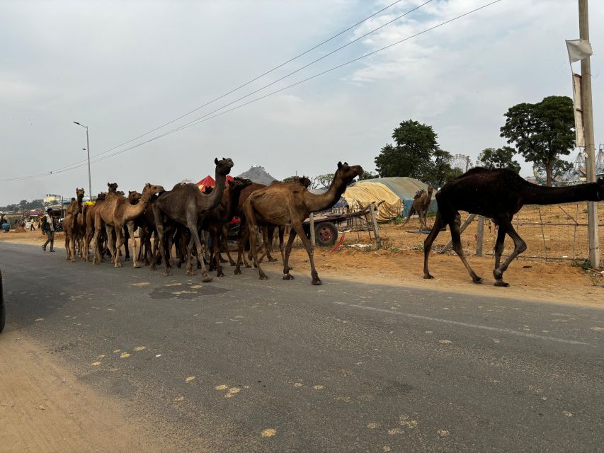 Golden Triangle Tour Pushkar & Jodhpur By Car 7 Nights 8 Day - Common questions